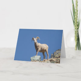 Tarjeta de cabra de montaña