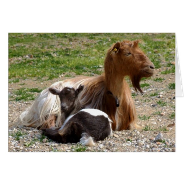 Tarjeta de cabras (Anverso (Horizontal))