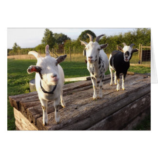 Tarjeta de cabras Cheeky