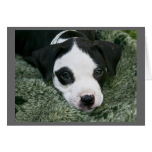 Tarjeta de cachorro de Pit Bull Terrier - "Angie"