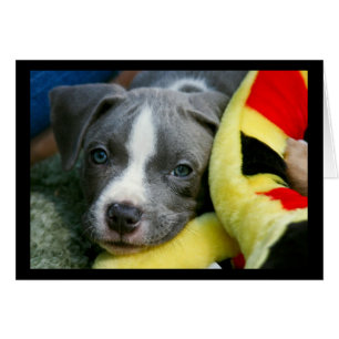 Tarjeta de cachorro de Pit Bull Terrier - "Mikey"