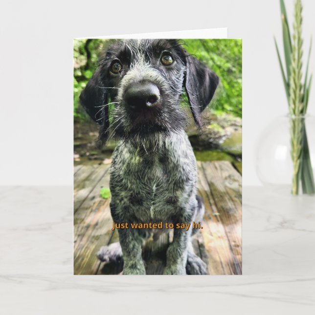 Tarjeta de cachorro de Pointer de pelo duro alemán (Anverso)