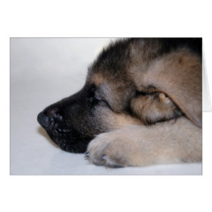 Tarjeta de cachorro dormido