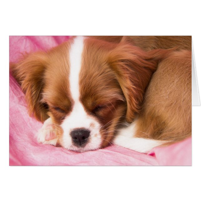 Tarjeta de Cachorro Durmiendo Cavalier King Charle (Anverso (Horizontal))