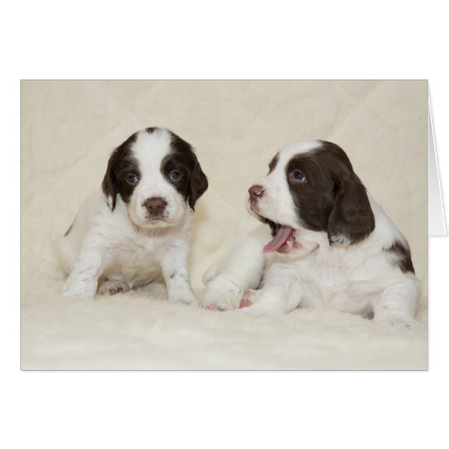 Tarjeta de cachorros cansados (Anverso (Horizontal))