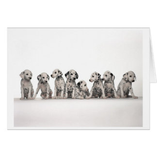 Tarjeta de cachorros dálmata
