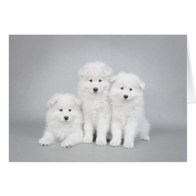 Tarjeta de cachorros de Samoyen (Anverso (Horizontal))