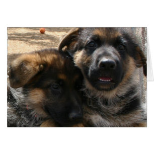 Tarjeta de cachorros de Shepherd