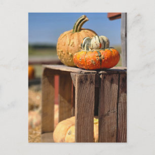 Tarjeta de calabaza y calabacín