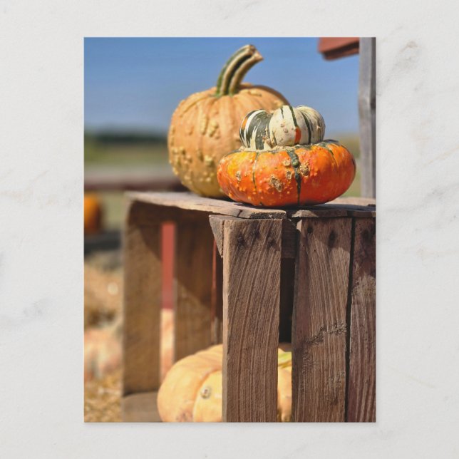 tarjeta de Calabaza y Calabacín (Anverso)