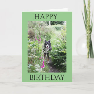 Tarjeta de calidad 'Happy Birthday' Collie y Foxgl