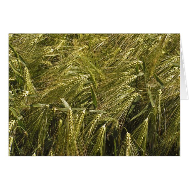 Tarjeta de campo (Anverso (Horizontal))