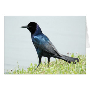 Tarjeta de canto de bonito