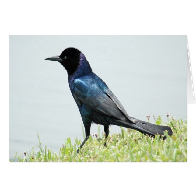 Tarjeta de canto de bonito (Anverso (Horizontal))