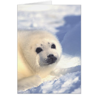 Tarjeta de cara de cría de foca