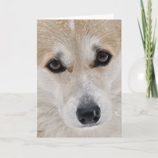 Tarjeta de cara dulce del Corgi (Anverso)