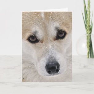 Tarjeta de cara dulce del Corgi