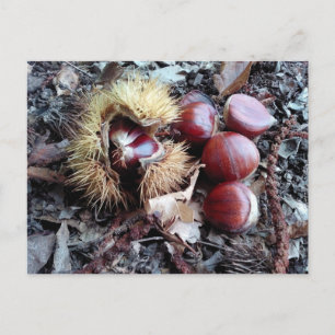 Tarjeta de castañas