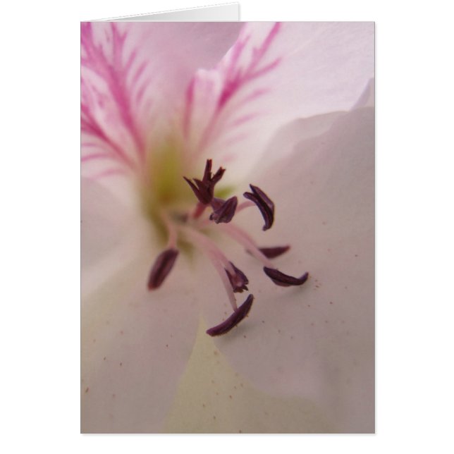 Tarjeta de Centro Geranium (Frente)