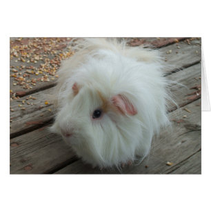 Tarjeta de cerdo de Guinea