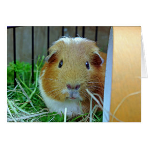 Tarjeta de cerdo de Guinea