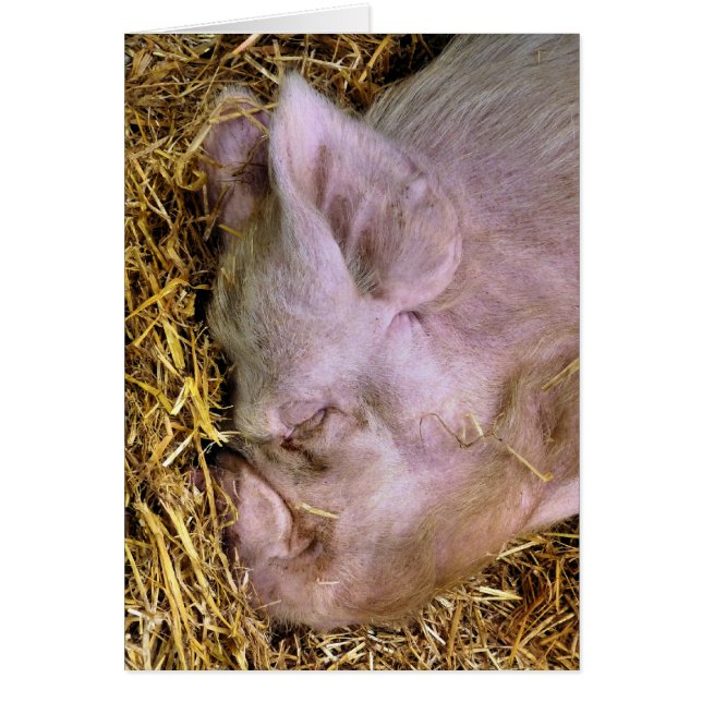 TARJETA DE CERDOS (Frente)