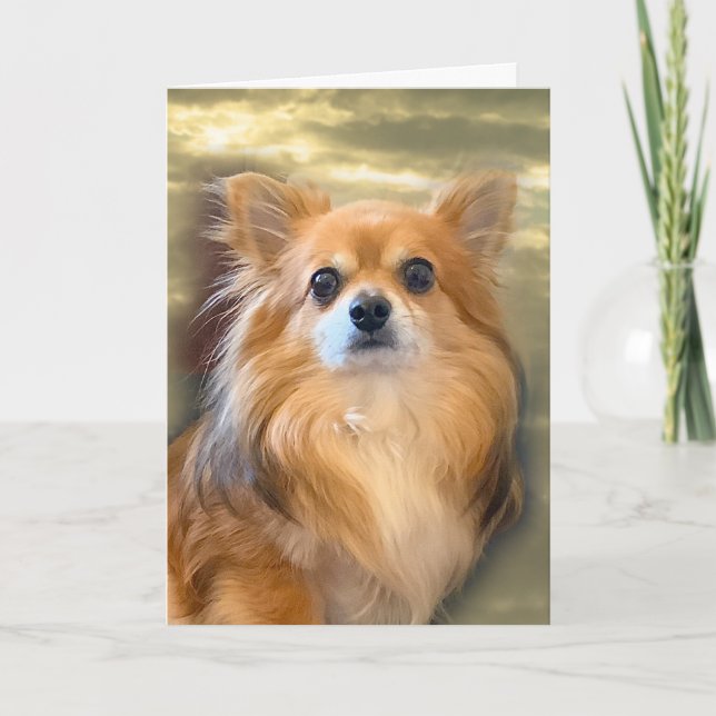 Tarjeta de Chihuahua de pelo largo (Anverso)