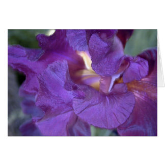 Tarjeta de cierre de iris Proep Reddish-Purple
