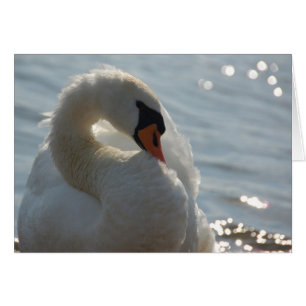 Tarjeta de cisne blanca