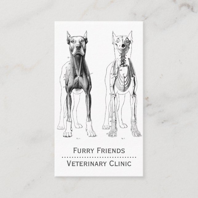 Tarjeta De Citas Ilustracion anatómico de perro Veterinario (Anverso)