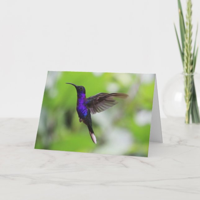 Tarjeta de colibrí Violet Sabrewing (Anverso)