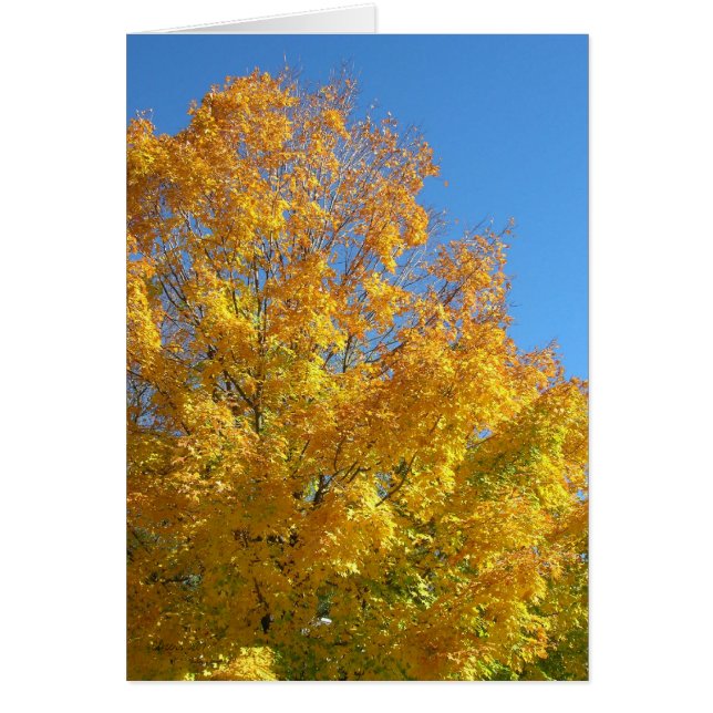 Tarjeta de colores de caída (Frente)