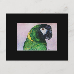 Tarjeta de compraventa de arte de Macaw ACEO de co