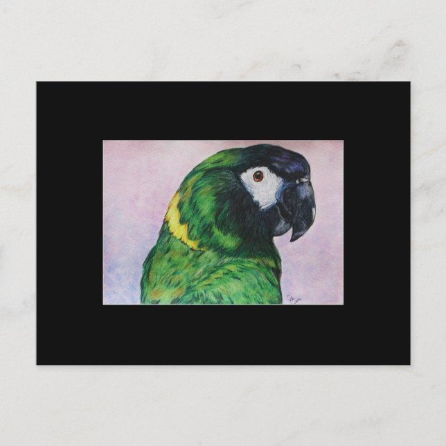 Tarjeta de compraventa de arte de Macaw ACEO de co (Anverso)