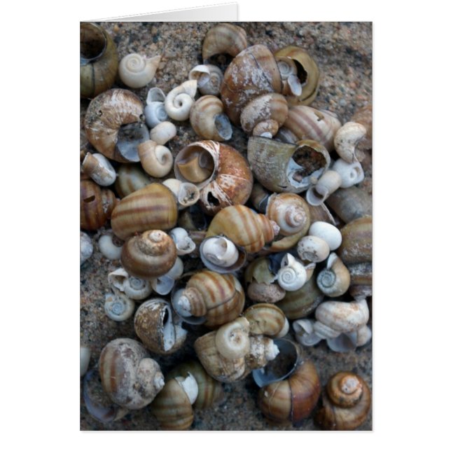 Tarjeta de conchas de Lake Shore (Frente)
