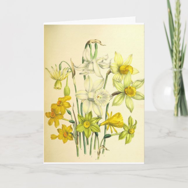 Tarjeta de condolencia de la flor del narciso (Anverso)