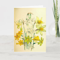 Tarjeta de condolencia de la flor del narciso