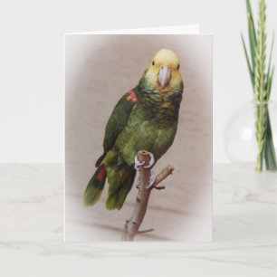 Tarjeta de condolencia del pájaro