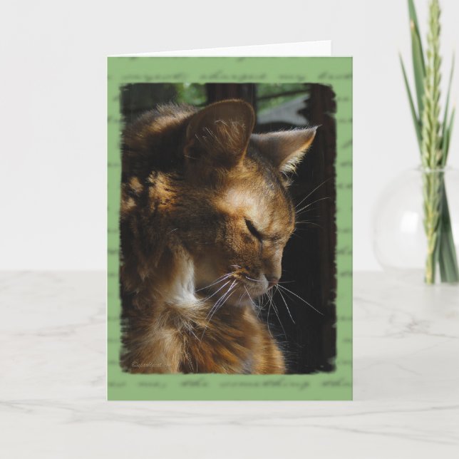 Tarjeta de condolencia somalí del gato (Anverso)