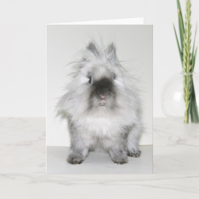 Tarjeta de conejo para el día del pelo malo (Anverso)