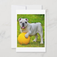 Bulldog inglés lindo Bulldog de baloncesto con reg