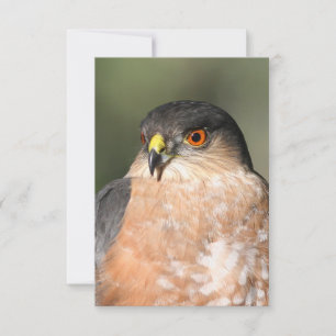 Tarjeta De Confirmación De Asistencia Halcón blanco brillante notecard