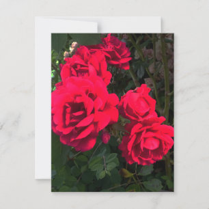 Tarjeta De Confirmación De Asistencia Jardín de Rosas Rojas Románticas Rosaleda