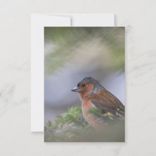 Tarjeta De Confirmación De Asistencia Tarjeta fotográfica Finch Bird Nature