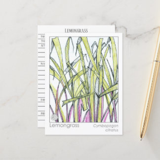 Tarjeta de Conocimiento de Lemongrass Herb Materia
