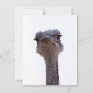 Tarjeta De Consejos avestruz