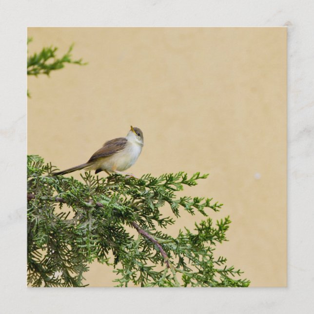 Tarjeta De Consejos Sparrow (Anverso)