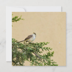 Tarjeta De Consejos Sparrow