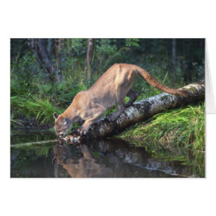 Tarjeta de consumición del puma