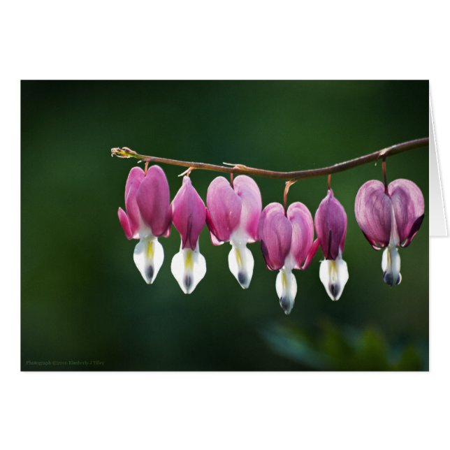 Tarjeta de corazones de inmoralidad (Anverso (Horizontal))